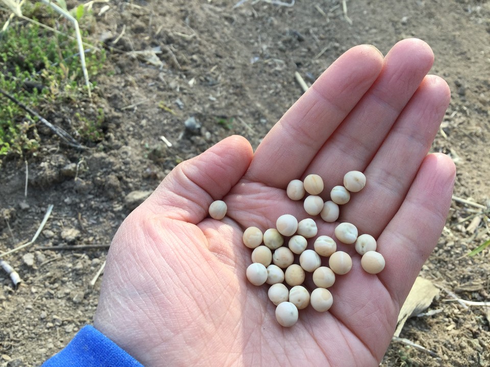 흰꽃 피는 완두콩 (사진: 필자 제공)