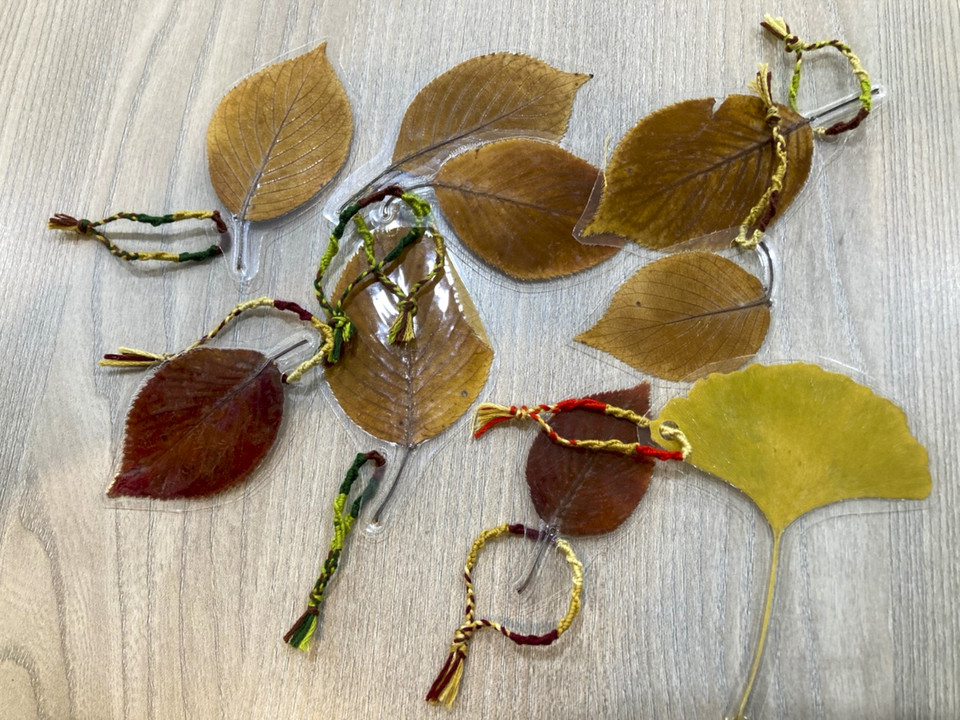 장성경 독자가 코팅해서 모아둔 낙엽. (사진: 장성경 제공)<br>