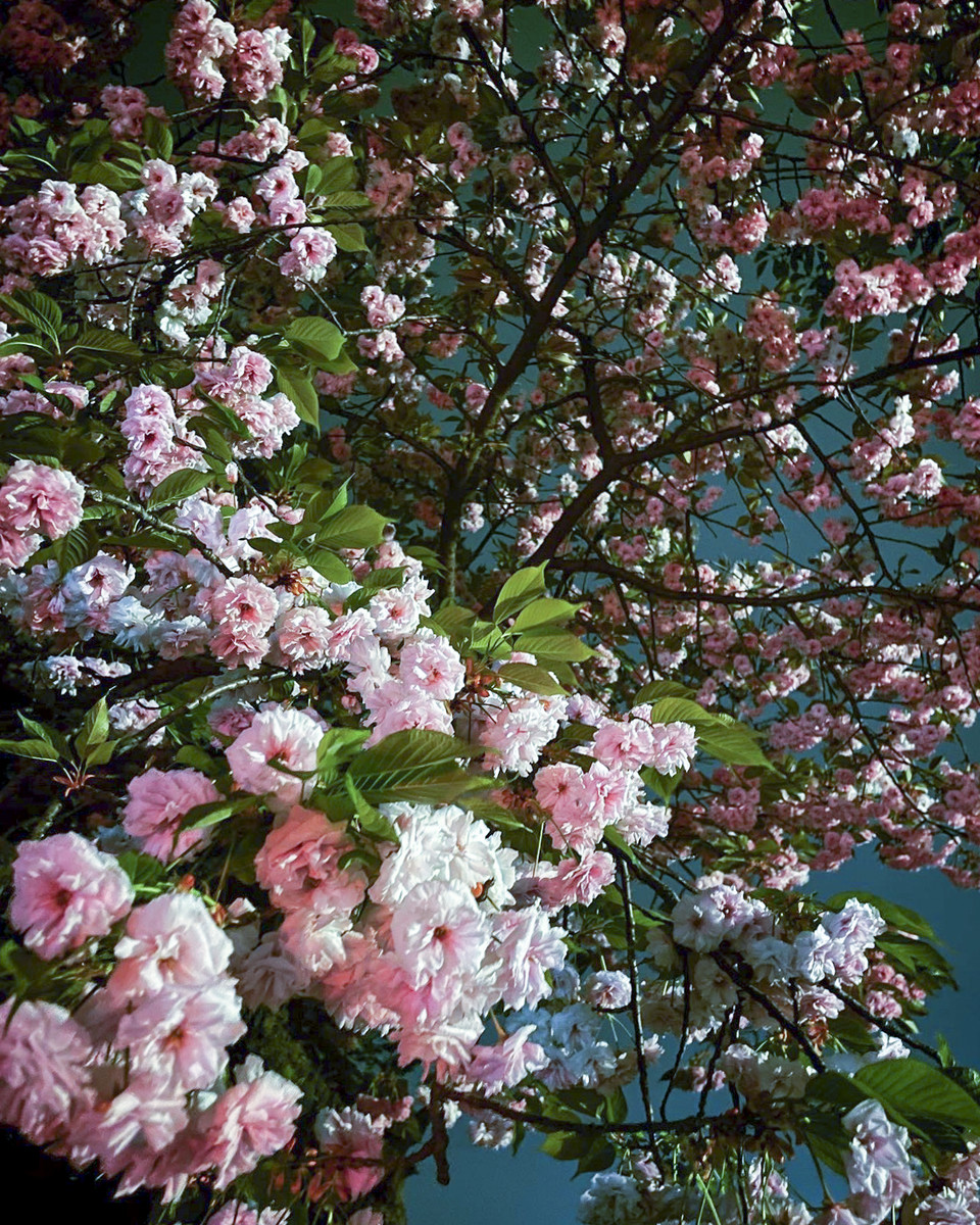 만개한 겹벚꽃나무. (이하 사진: 필자 제공)