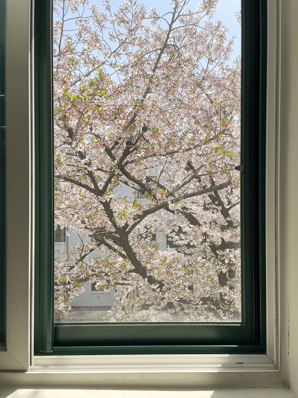 도서관 안에서 바라본 풍경.