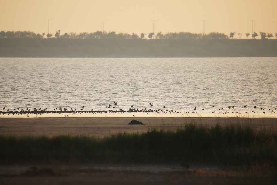 지난해 봄, 화성호에서 쉬고 있는 도요·물떼새들. (이하 사진: 필자 제공)