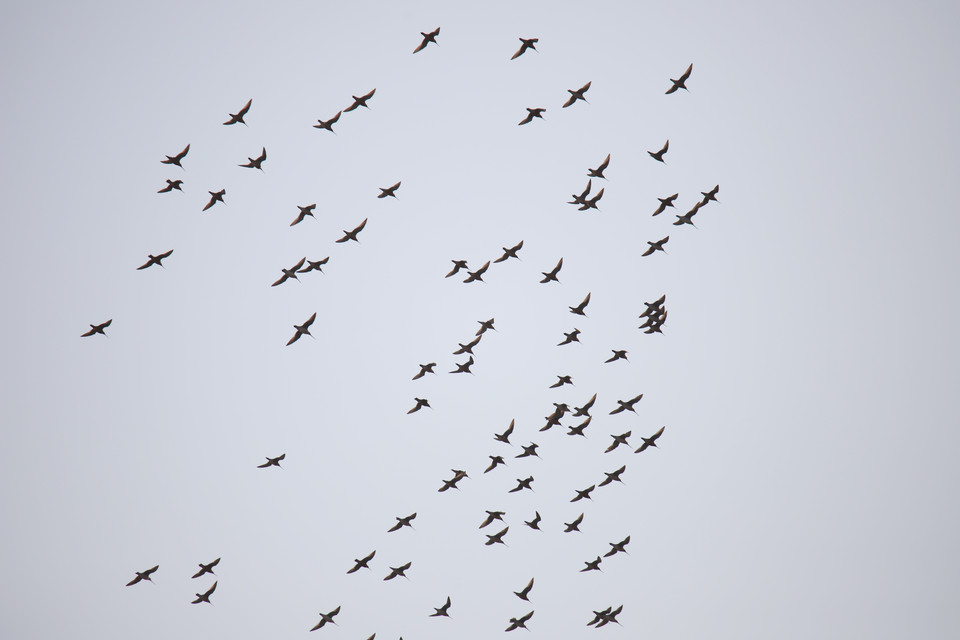 북상하는 큰뒷부리도요