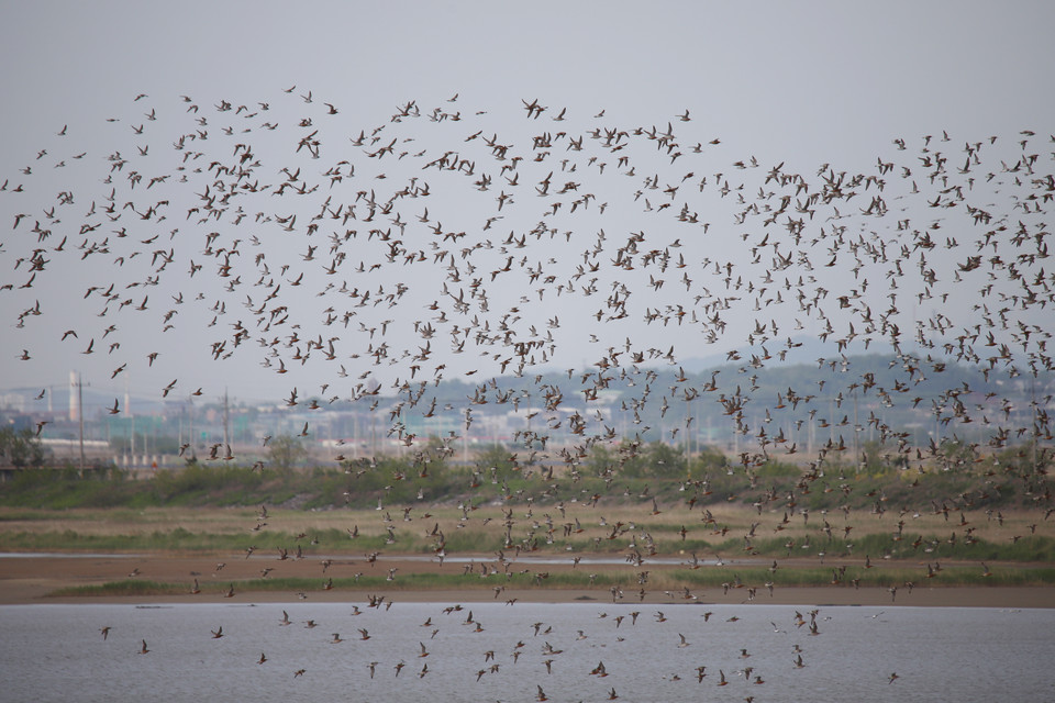 붉은어깨도요와 큰뒷부리도요가 화성호 위를 나는 장면