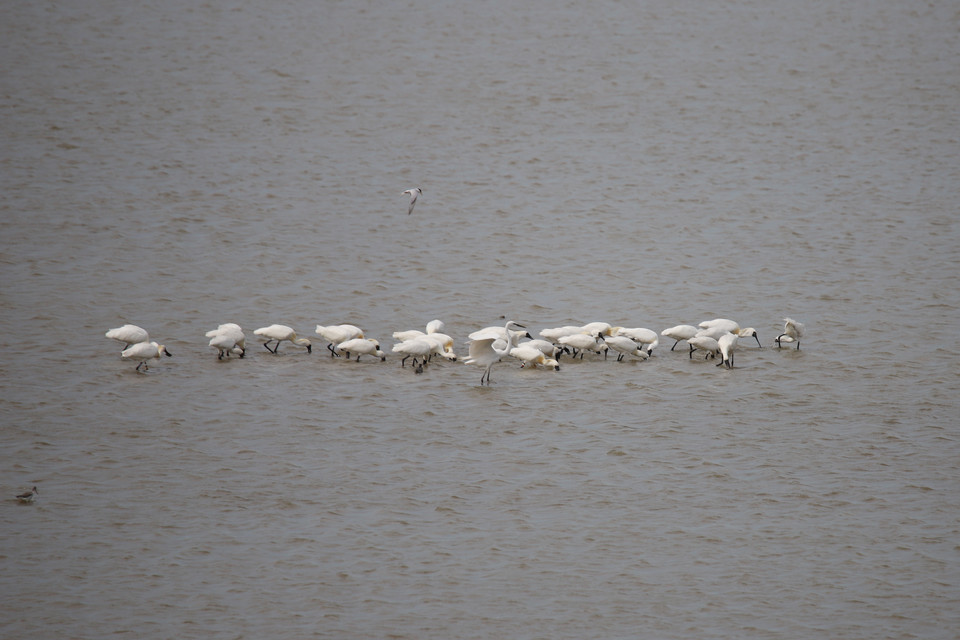 밥을 먹고 있는 저어새들. 위에는 쇠제비갈매기가, 왼쪽 아래에는 청다리도요가 있다. 학도요와 중대백로도 보인다.