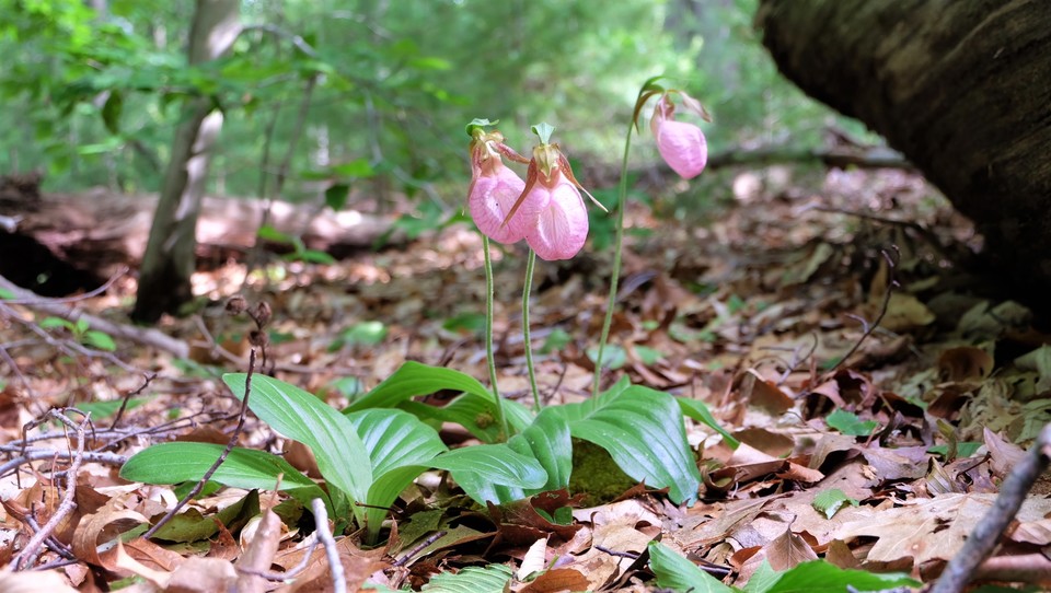 필자의 연구 과제였던 미국 자생란(학명: <em>Cypripedium acaule</em>). 개체 수는 많으나 서식지는 매우 제한적이다. 복주머니란에 속한 식물로 우리나라의 천연기념물 광릉요강꽃(<em>C. japonicum</em>)과 가까운 친척이다.