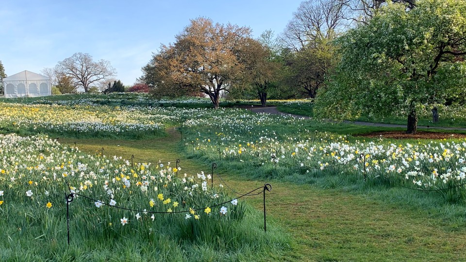 4월과 6월의 수선화 언덕, 뉴욕식물원. (이하 사진: 필자 제공)