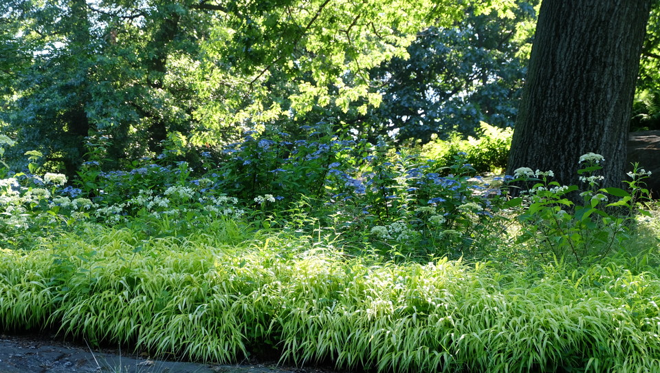 수수함이 오히려 빛났던 산수국과 미국수국. (이하 사진: 필자 제공)<br>