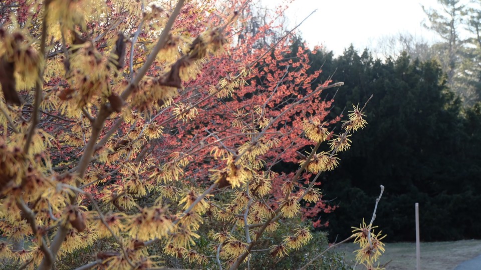 지역에 따라 2월 말에서 3월 초에 개화하는 풍년화는 봄소식을 가장 먼저 알리는 꽃나무 중 하나다. (이하 사진: 필자 제공)