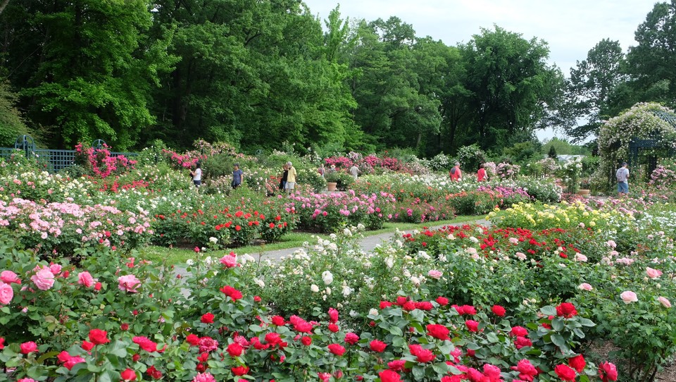 뉴욕식물원 장미 정원. (이하 사진: 필자 제공)