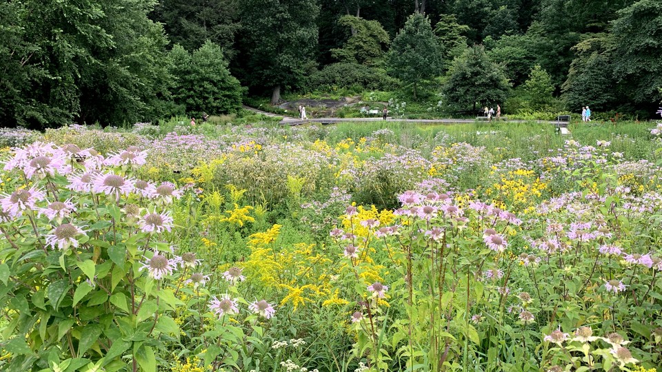 뉴욕식물원 자생식물정원의 8월 풍경. 우리나라에서 베르가모트라고도 불리는 모나르다(<em>Monarda fistulosa</em>)와 서양미역취(<em>Solidago sp.</em>), 프레리 콘플라워(<em>Ratibida pinnata</em>) 등이 어우러져있다. (이하 사진: 필자 제공)