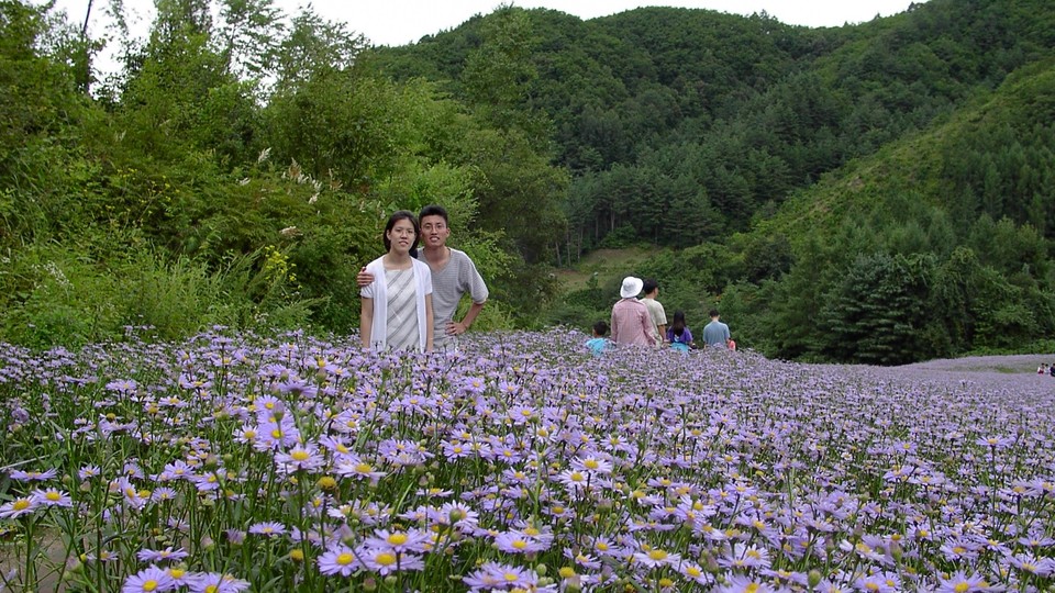 벌개미취가 가득 피어난 2002년 여름의 국립한국자생식물원