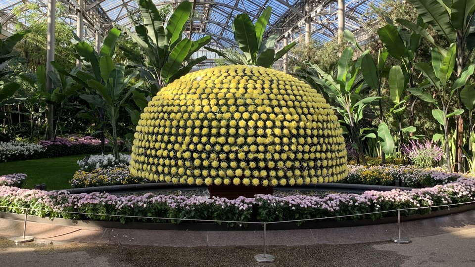 미국 펜실베이니아 소재 롱우드 가든에 전시된 오주쿠리. 국화 한 포기에서 약 천 송이 꽃을 피워낸다. (이하 사진: 필자 제공)